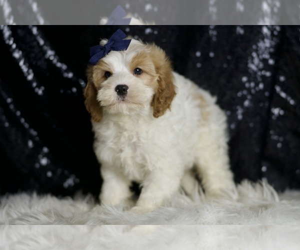 Medium Photo #38 Cavapoo Puppy For Sale in WARSAW, IN, USA