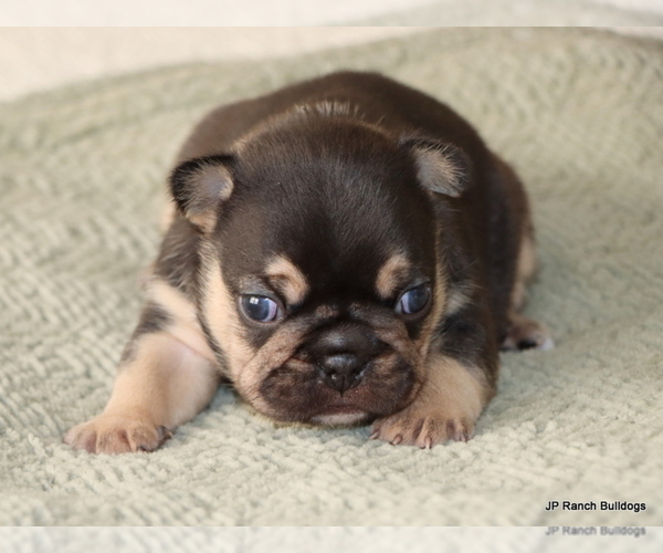 Medium Photo #8 French Bulldog Puppy For Sale in WINNSBORO, TX, USA