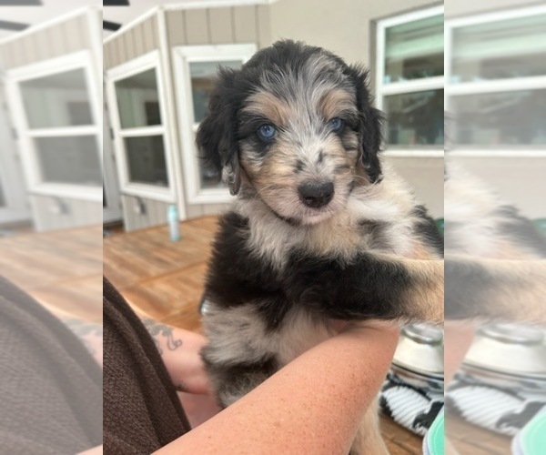Medium Photo #24 Aussiedoodle Puppy For Sale in LONGWOOD, FL, USA