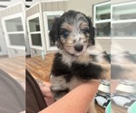 Small Photo #24 Aussiedoodle Puppy For Sale in LONGWOOD, FL, USA
