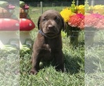 Small #1 Labrador Retriever