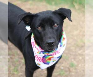 Labrador Retriever-Unknown Mix Dogs for adoption in San Antonio, TX, USA