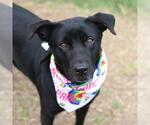 Small Labrador Retriever Mix