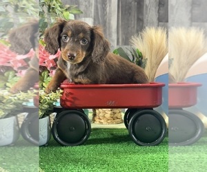 Dachshund Puppy for sale in CANOGA, NY, USA