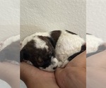 Small #9 Bernedoodle (Miniature)
