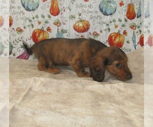 Dachshund Puppy for sale in CHANUTE, KS, USA