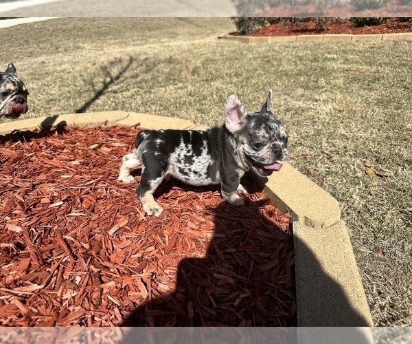 Medium Photo #6 French Bulldog Puppy For Sale in BUFORD, GA, USA