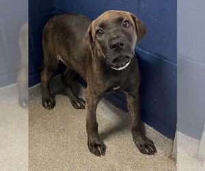 Labrador Retriever-Unknown Mix Dogs for adoption in Sterling, MA, USA