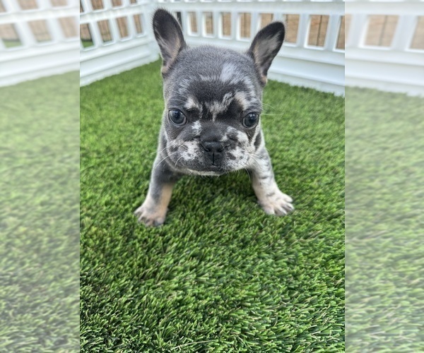 Medium Photo #14 French Bulldog Puppy For Sale in PLEASANTON, CA, USA