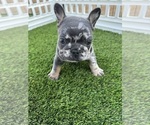 Small Photo #14 French Bulldog Puppy For Sale in PLEASANTON, CA, USA