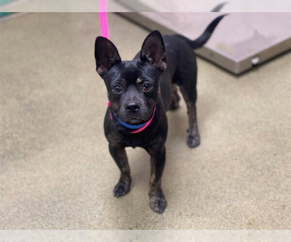 Medium Photo #1 Chihuahua-Unknown Mix Puppy For Sale in Moreno Valley, CA, USA