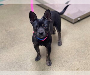Chihuahua-Unknown Mix Dogs for adoption in Moreno Valley, CA, USA