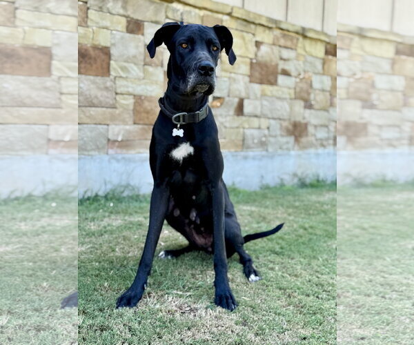 Medium Photo #3 Great Dane Puppy For Sale in PIPE CREEK, TX, USA