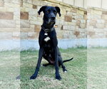 Small #2 Great Dane
