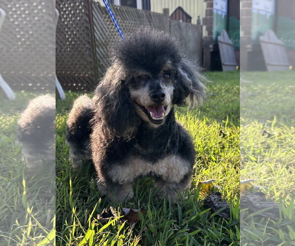 Medium Photo #5 Poodle (Toy) Puppy For Sale in Pacolet, SC, USA