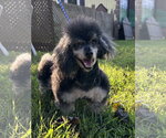 Small #4 Poodle (Toy)