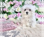 Small Photo #85 Maltese Puppy For Sale in HAYWARD, CA, USA