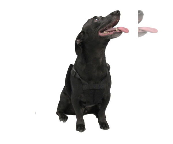 Medium Photo #3 Chiweenie Puppy For Sale in Conroe, TX, USA