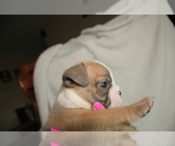 Medium Photo #2 English Bulldog Puppy For Sale in FORT GIBSON, OK, USA