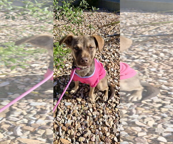 Medium Photo #1 Beagle-Unknown Mix Puppy For Sale in Newport Beach, CA, USA