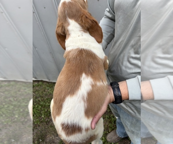 Medium Photo #6 Brittany Puppy For Sale in FISHER, IL, USA