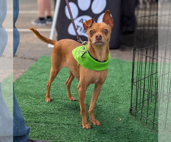 Medium Photo #1 Chihuahua-Unknown Mix Puppy For Sale in Brooklyn Center, MN, USA