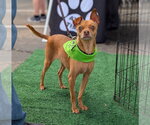 Small Chihuahua Mix