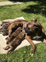Boxer Puppy for sale in BELLINGHAM, WA, USA