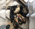 Small Photo #1 German Shepherd Dog Puppy For Sale in LIBERTY, NY, USA