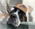 Small Photo #1 Saint Bernard Puppy For Sale in BUCKEYE, AZ, USA