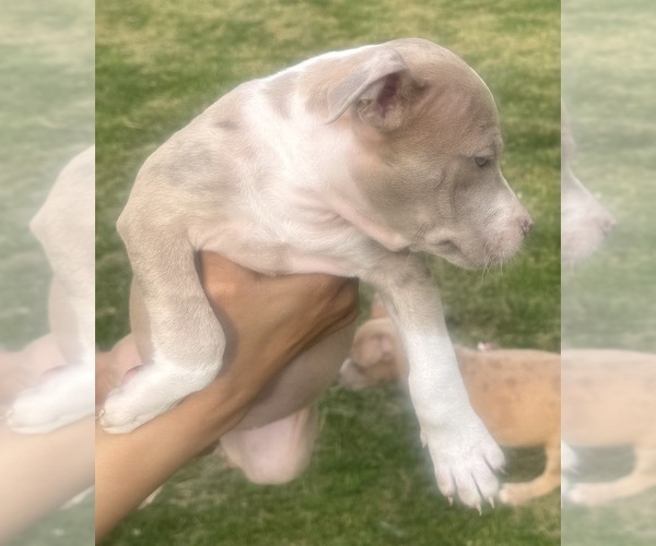 Medium Photo #3 American Bully Puppy For Sale in LAKE STATION, IN, USA