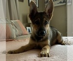 Puppy Puppy 1 German Shepherd Dog