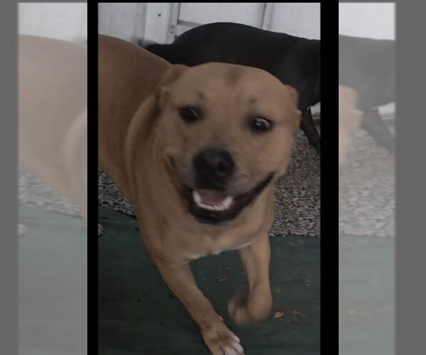 Medium Photo #2 American Pit Bull Terrier-American Staffordshire Terrier Mix Puppy For Sale in San Diego, CA, USA