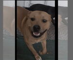 Small #1 American Pit Bull Terrier-American Staffordshire Terrier Mix