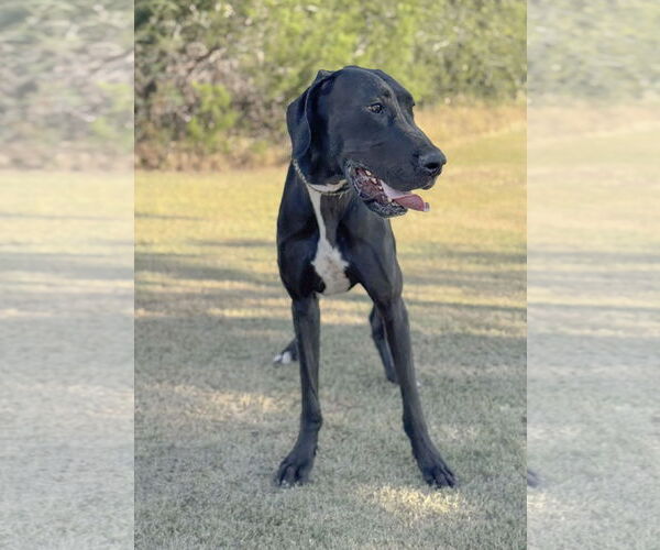 Medium Photo #3 Great Dane Puppy For Sale in PIPE CREEK, TX, USA