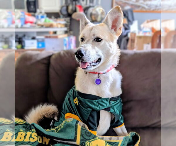 Medium Photo #3 Huskies -Unknown Mix Puppy For Sale in Fargo, ND, USA