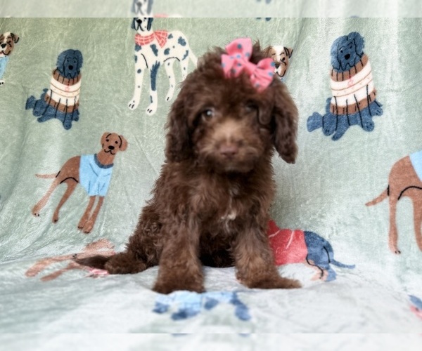 Medium Photo #5 Cavapoo (Miniature) Puppy For Sale in LAKELAND, FL, USA