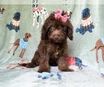 Small #4 Cavapoo (Miniature)