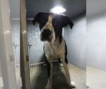 Small American Pit Bull Terrier-Border Collie Mix