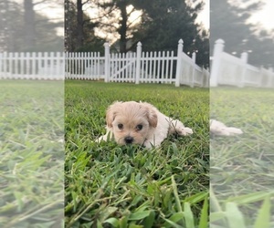 ShihPoo Puppy for sale in CLAYTON, NC, USA