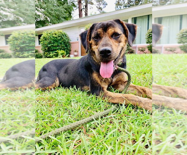 Medium Photo #3 Mutt Puppy For Sale in Woodbury, NY, USA
