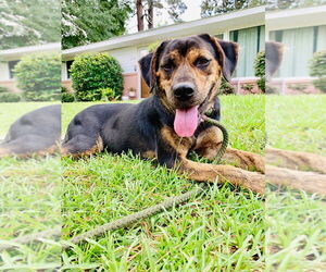 MADDIE - Female Mutt Dog for Adoption - Photo #3