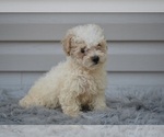 Small #4 Poodle (Miniature)