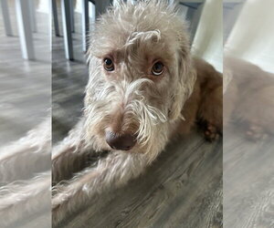 Labradoodle Dogs for adoption in Oakland Park, FL, USA