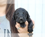 Small Photo #21 Labradoodle Puppy For Sale in ROCKY MOUNT, NC, USA
