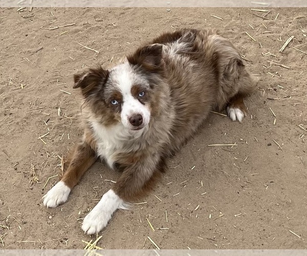 Medium Photo #2 Miniature Australian Shepherd Puppy For Sale in FORT MORGAN, CO, USA