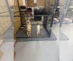 Small #4 Wheaten Terrier Mix