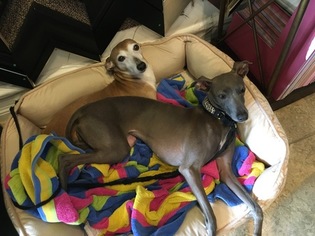 Mother of the Italian Greyhound puppies born on 04/24/2018