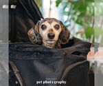 Small #1 Dachshund