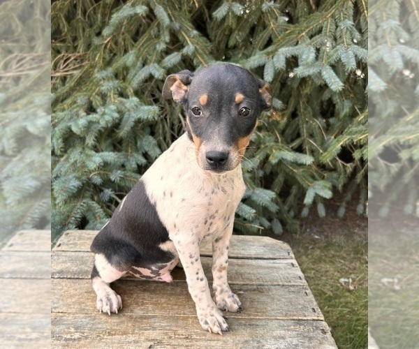 Medium Photo #4 Rat Terrier Puppy For Sale in MIDDLEBURY, IN, USA